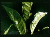 blister blight
